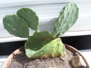 Nita's cactus